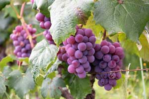 grapes