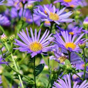 pix of Aster