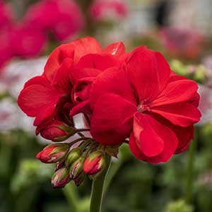 pix of Chrysanthemum