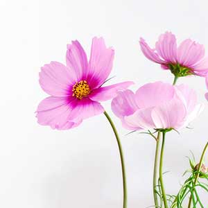 pix of Cosmos