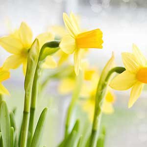 pix of Daffodil