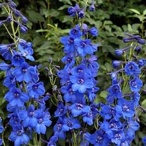 pix of Delphinium