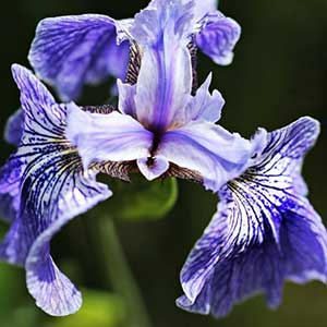 pix of Iris