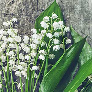 pix of Lily of the Valley