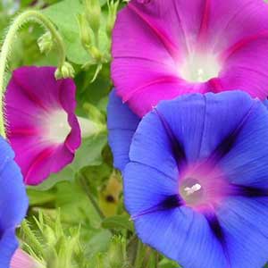 pix of Morning Glory