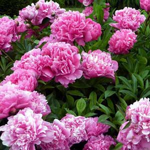 pix of Peony