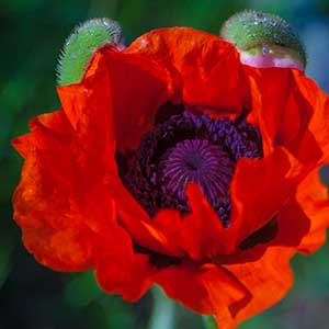 pix of Poppy