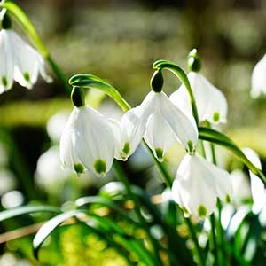 pix of snowdrops