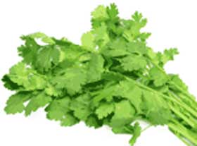 coriander