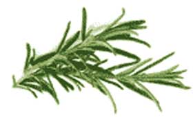 rosemary