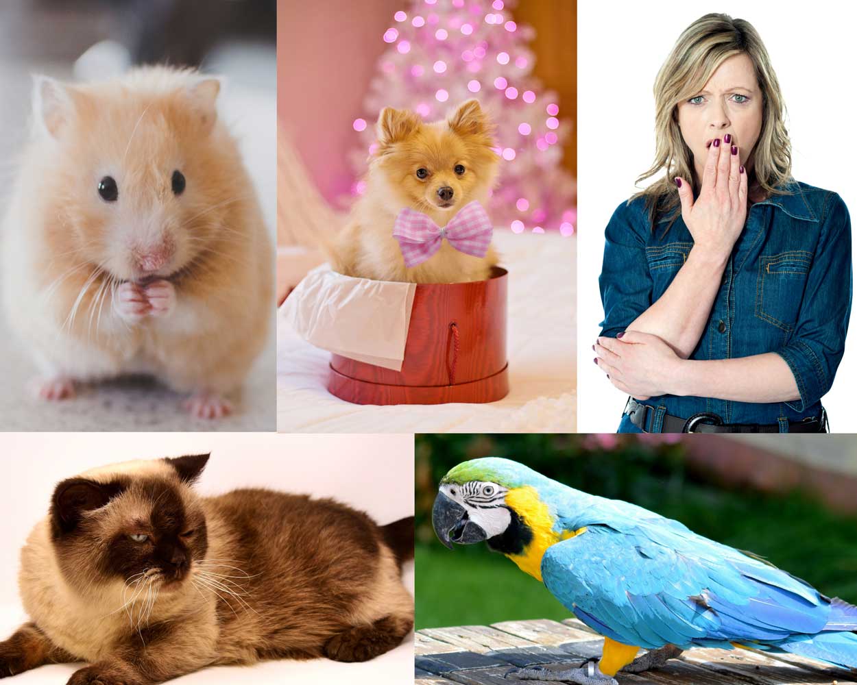 collage of animals and woman