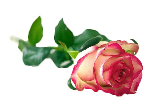 collage of roses