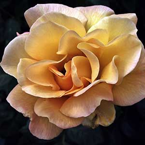 pix of cream rose