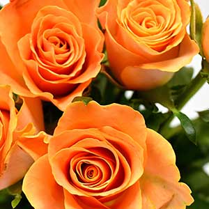 pix of orange rose