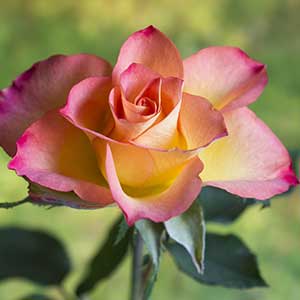 pix of peach rose