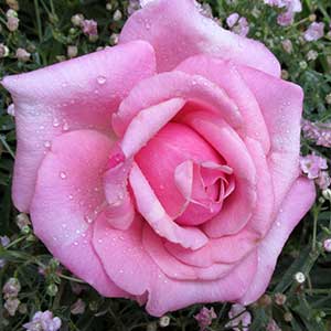 pix of pink rose