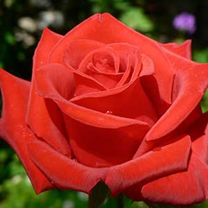 pix of red rose