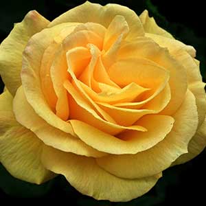 pix of yellow rose