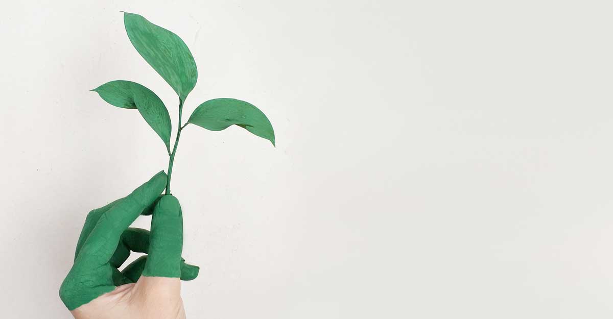 hand with small plant