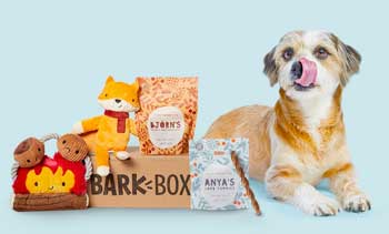 dog with bark box