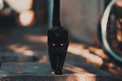 black cat
