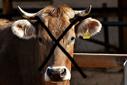 cow with x drawn on it