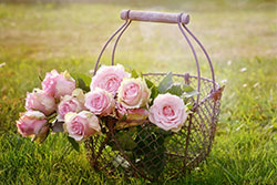 basket of roses